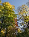 Picture Title - Fall colours