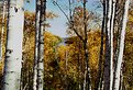 Picture Title - Gooseberry River Birch Grove