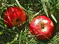 Picture Title - Fallen Apples