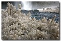 Picture Title - Frozen Plants, Iceland