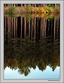Picture Title - Lodgepole Pine Reflection