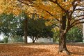 Picture Title - Autumn colors