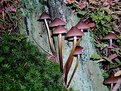 Picture Title - funghi