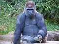 Picture Title - The Real 800lb Gorilla