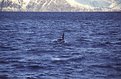 Picture Title - Orca 3