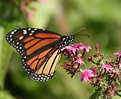 Picture Title - Lovely Monarch