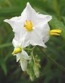 Picture Title - Horse Nettle