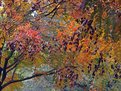 Picture Title - Autumn Impression