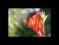 Picture Title - Kangaroo Paw