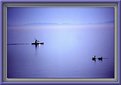 Picture Title - Kayaker and Geese