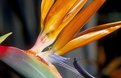 Picture Title - Bird of Paradise