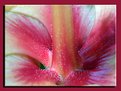 Picture Title - Hibiscus