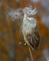 Picture Title - Old Man Milkweed