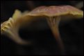Picture Title - forest mushrooms 1