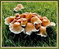 Picture Title - Mushroom Frienshipdance