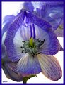 Picture Title - Monkshood