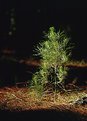 Picture Title - Young pine tree in the spotlight
