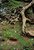Root