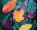 Picture Title - In the Birdbath