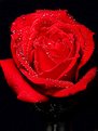 Picture Title - Red Rose