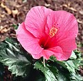 Picture Title - Red Hibiscus - Film