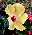 Picture Title - Yellow Hibiscus - Film