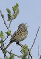 Picture Title - Lincoln's Sparrow