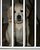 October 27 - Puppy prison