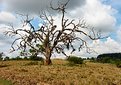 Picture Title - Dead Tree