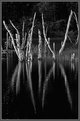 Picture Title - Dead Tree Loch