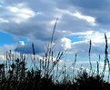 Picture Title - Dark Reeds