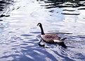 Picture Title - Placid Goose