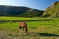 Picture Title - Grazing