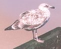 Picture Title - Young Gull