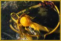 Picture Title - Buld Kelp