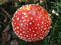 Picture Title - Crunchy Nut Toadstool