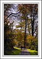 Picture Title - Towering trees