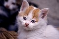 Picture Title - cross-eyed