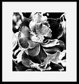 Picture Title - Flower in B&W