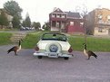 Picture Title - FOR D' birds