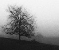 Picture Title - Tree In Mist