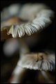 Picture Title - forest mushrooms 3