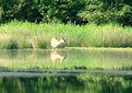 Picture Title - Wading for my meal