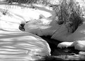 Picture Title - Snowy Creek