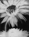Picture Title - African Daisy