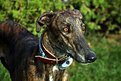 Picture Title - Greyhound
