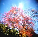 Picture Title - Autumn colours by Holga