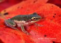 Picture Title - Squirrel Tree Frog