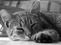 Picture Title - Sleepy Cat