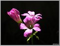 Picture Title - Little flowers